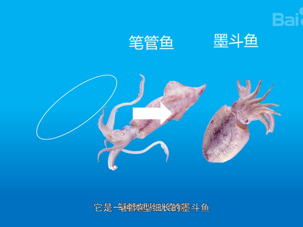 笔管鱼:笔管鱼形状奇特,它是一种体型细长的墨斗鱼