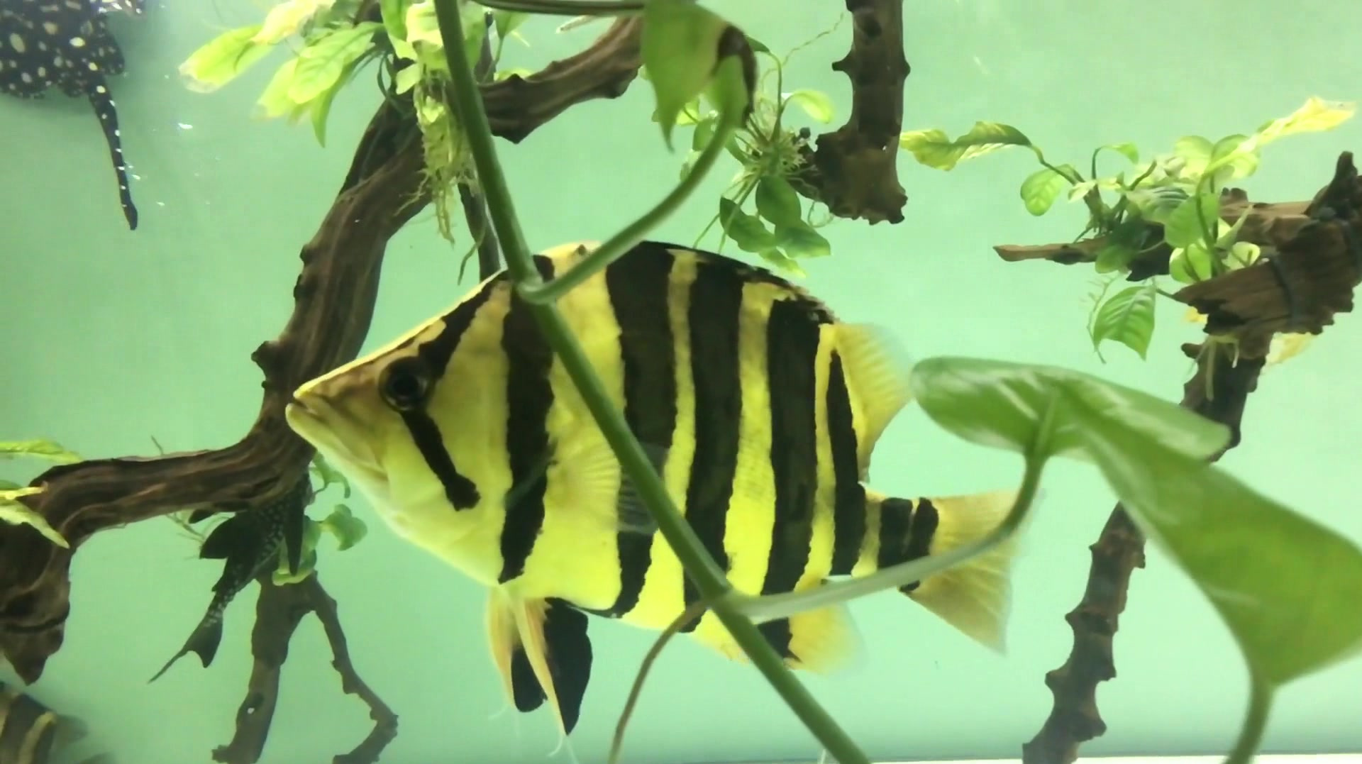 水族馆中养了一些黄黑相间的鱼,很漂亮,这是什么品种?