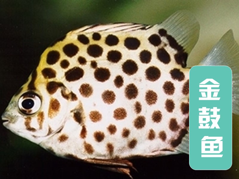 金鼓鱼:金钱鱼属的一种鱼类