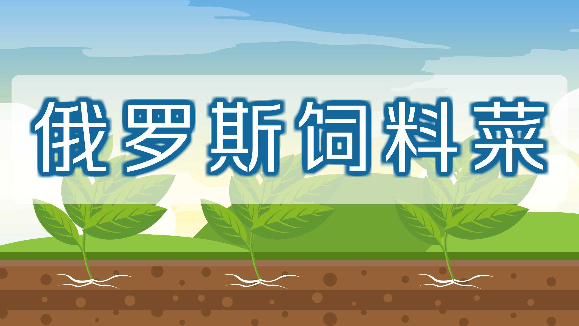 俄罗斯饲料菜:营养丰富,经济效益高