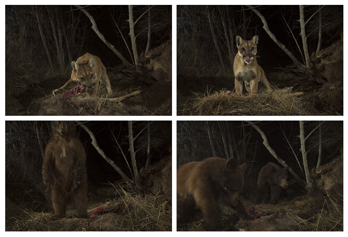 深夜漆黑一片莽莽群山中却不平静凶兽出没咆哮声震动山河林木振颤树叶簌簌的往下掉。帮我换一种说法并且文字不多于20字