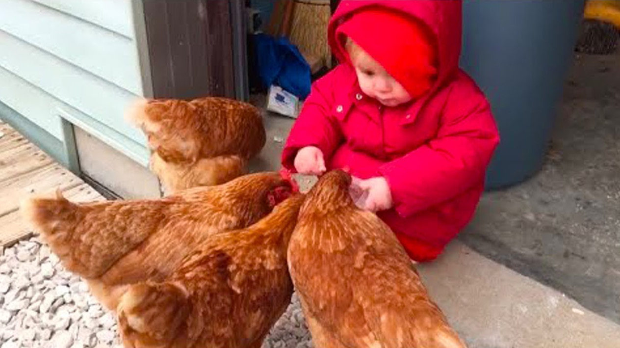 1岁宝宝给小鸡喂食,不料下一秒发生的一幕,爸妈都傻眼了