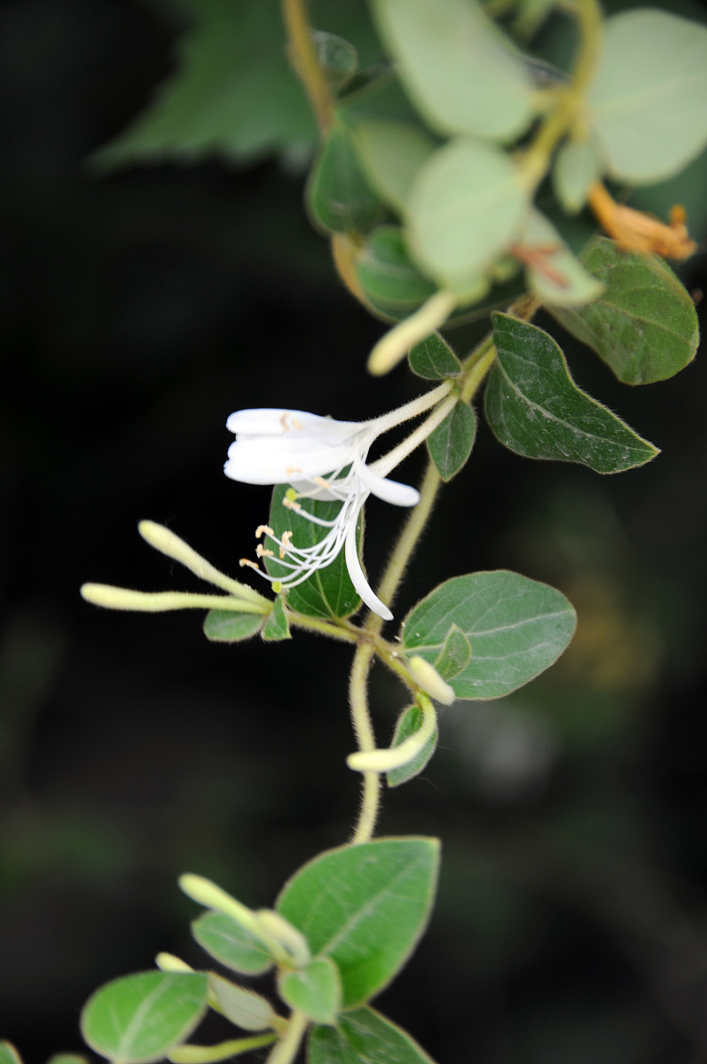 金银花的外貌描写