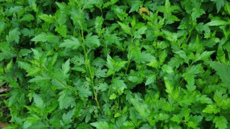 一分钟了解菊花脑