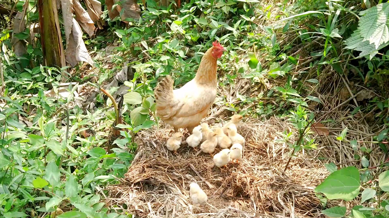 小土鸡破壳而出了,母鸡带着它们在草丛里觅食,寸步不离的守护着