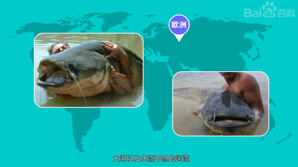 快速了解六须鲶鱼