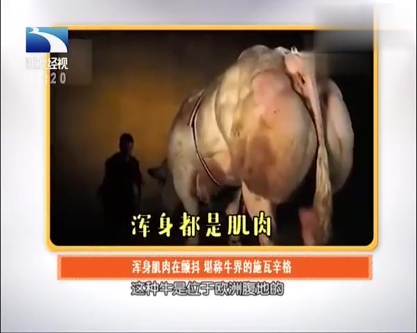 强壮的牛 浑身肌肉在颤抖 堪称牛界的施瓦辛格