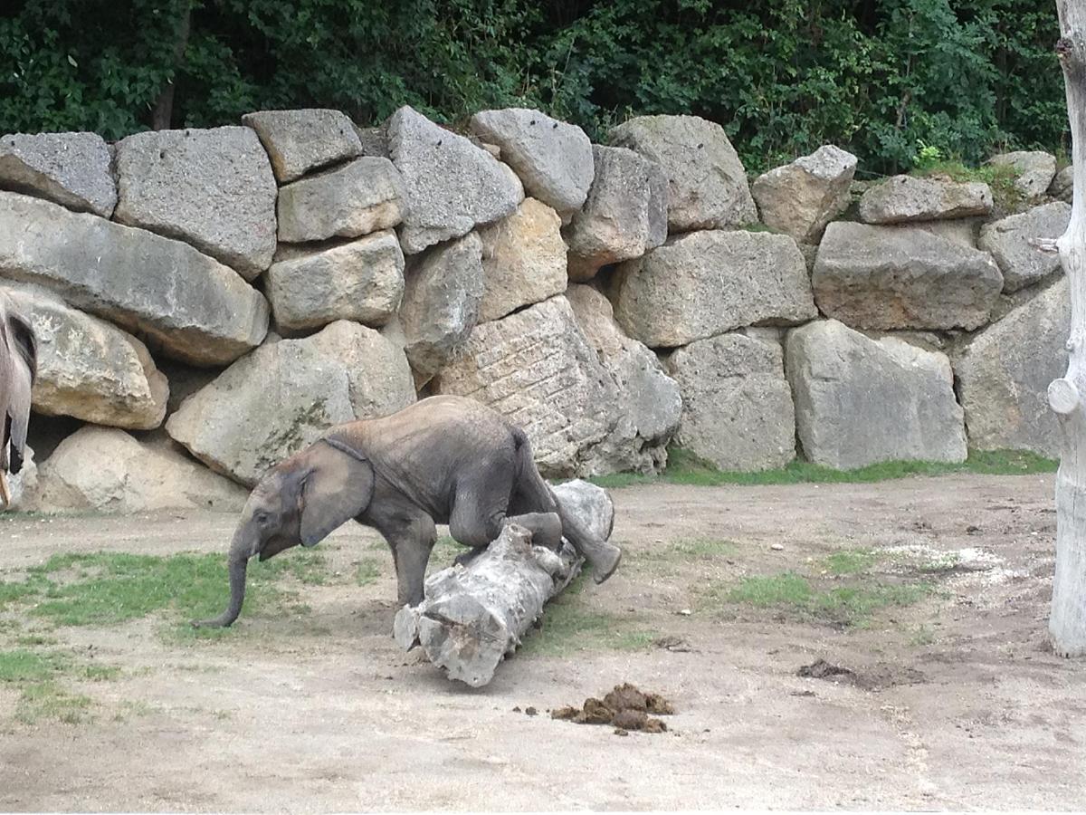 大象耳朵像扇子：散热和听声的奇妙功能