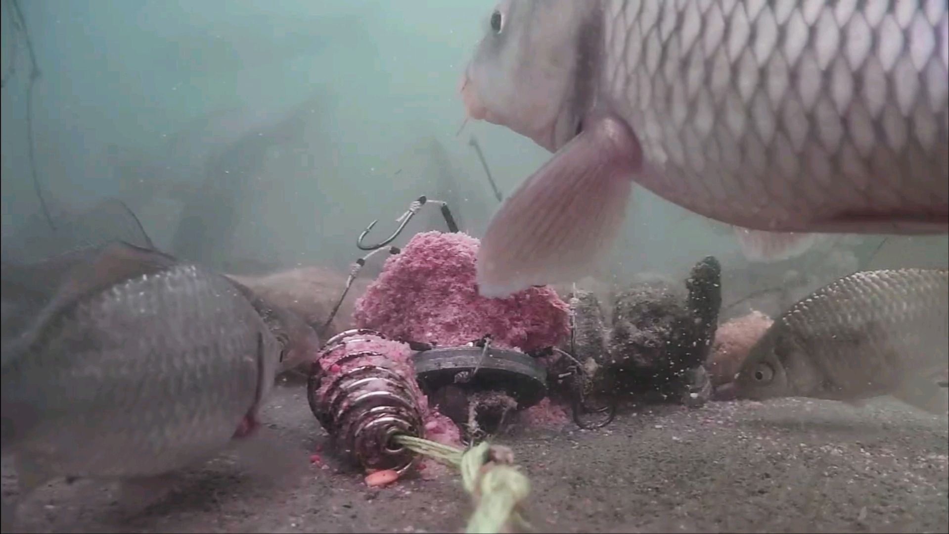 在岸边说话会惊鱼吗?水下高清呈现,什么对钓鱼有影响