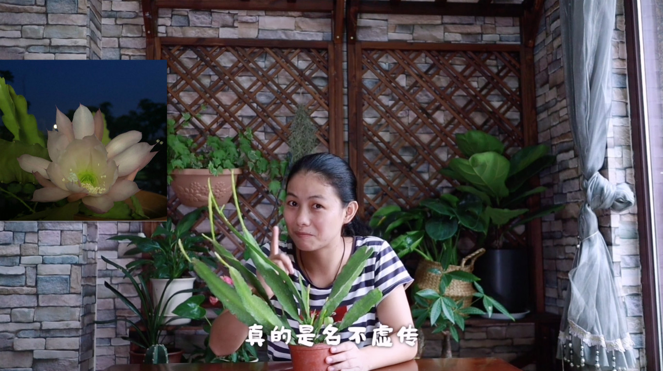 这种多肉植物,好养如仙人掌却能开荷花!