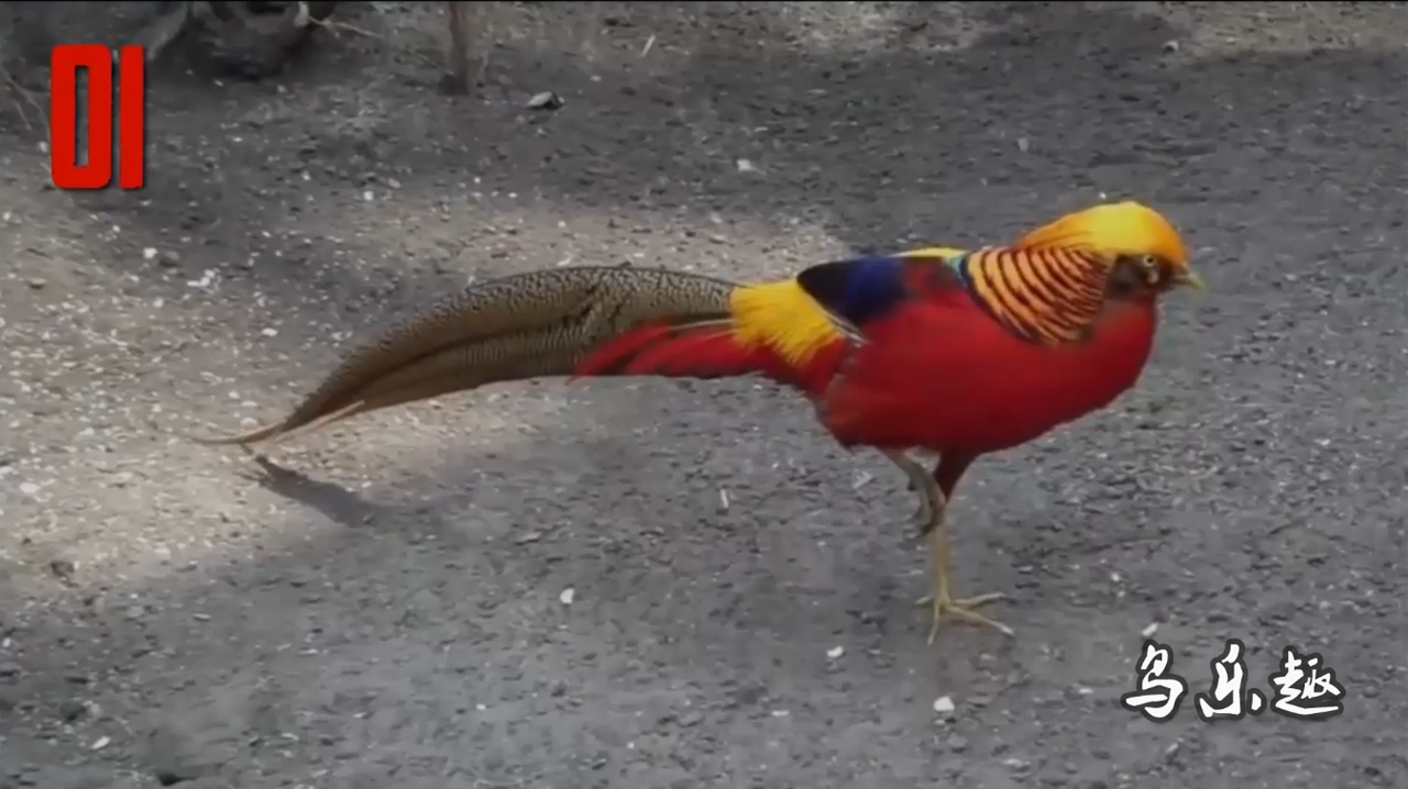 10种最漂亮的野鸡,你都叫得出来名字吗?