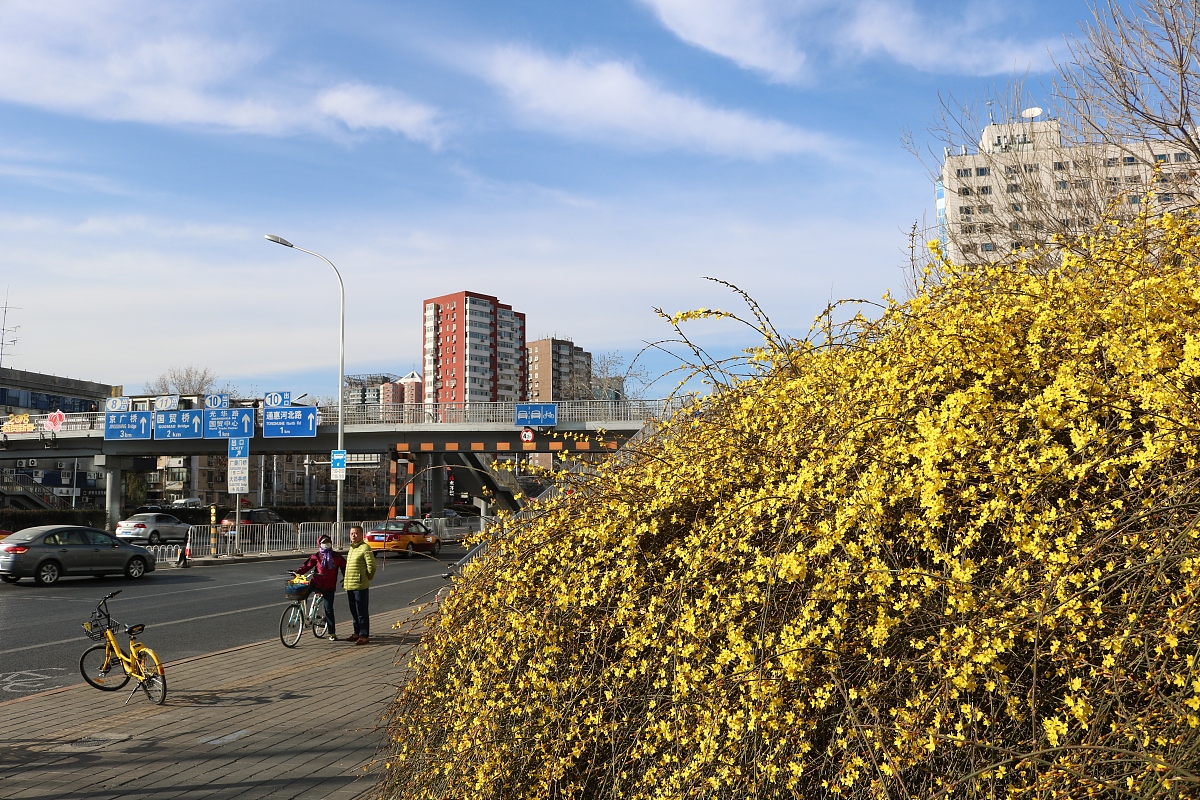 ***_***2018年3月15日,北京市朝阳区东三环劲松桥北的路边迎春花竞相