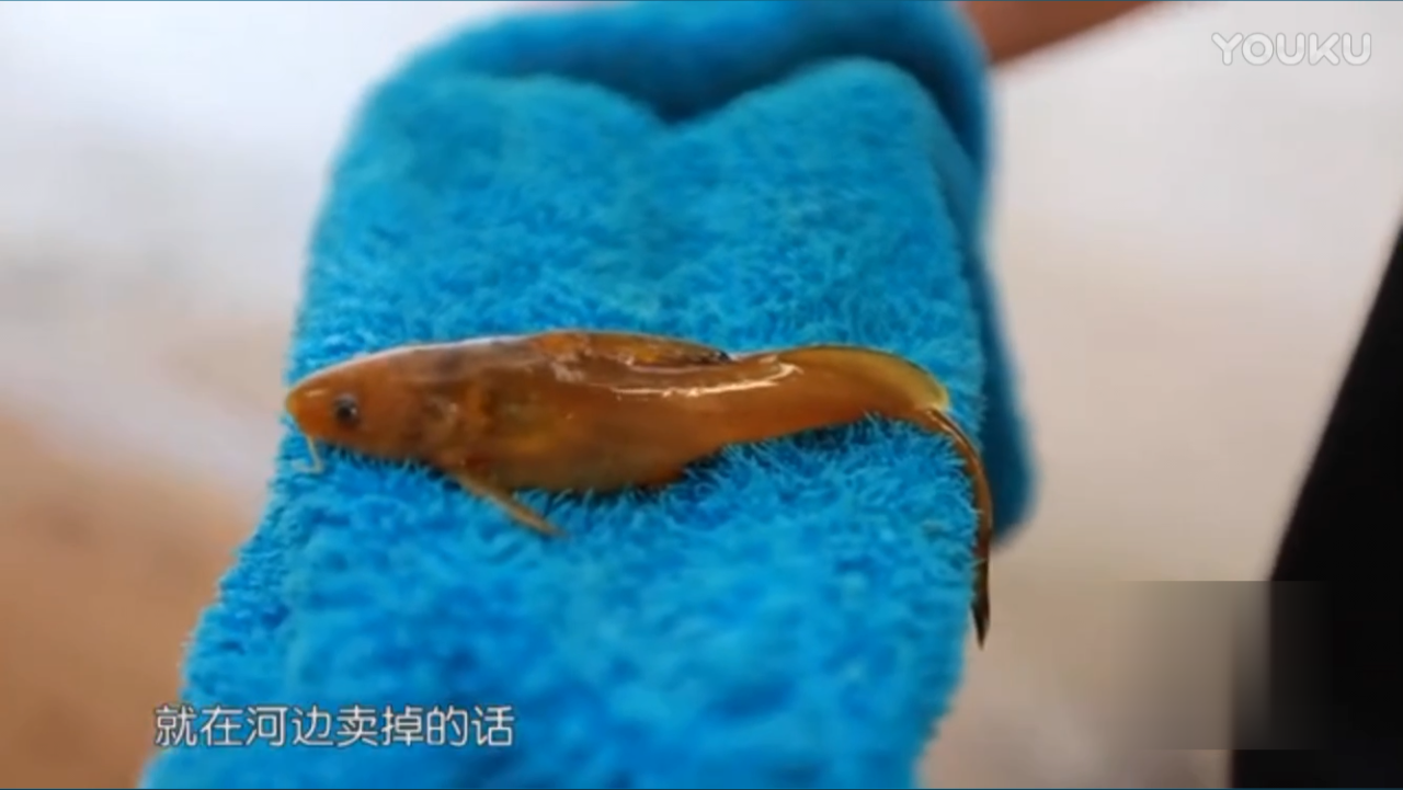 崔大师江钓牛尾巴挨数落,180元1斤呐