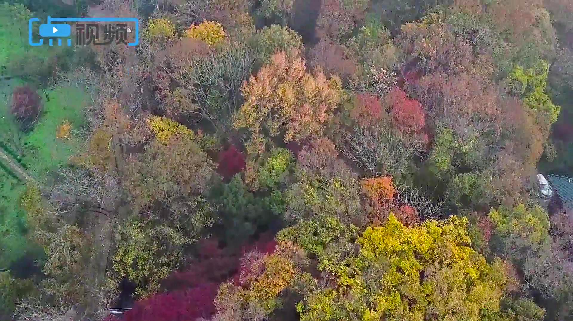 [图]枫情万种,不服来约