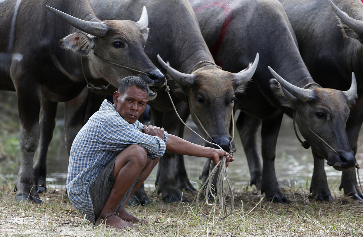 六年级下册语文《表里的生物》教学反思