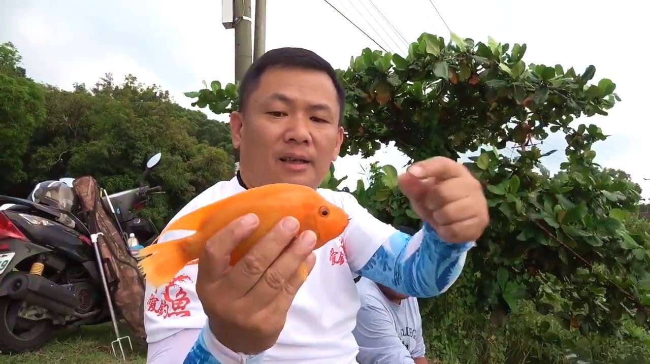 这里外来鱼种猖獗,红魔鬼杂交鱼变异吴郭鱼,大家一起来消灭它