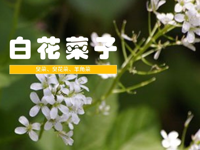 白花菜子:来源白花菜科白花菜属植物白花菜的种子