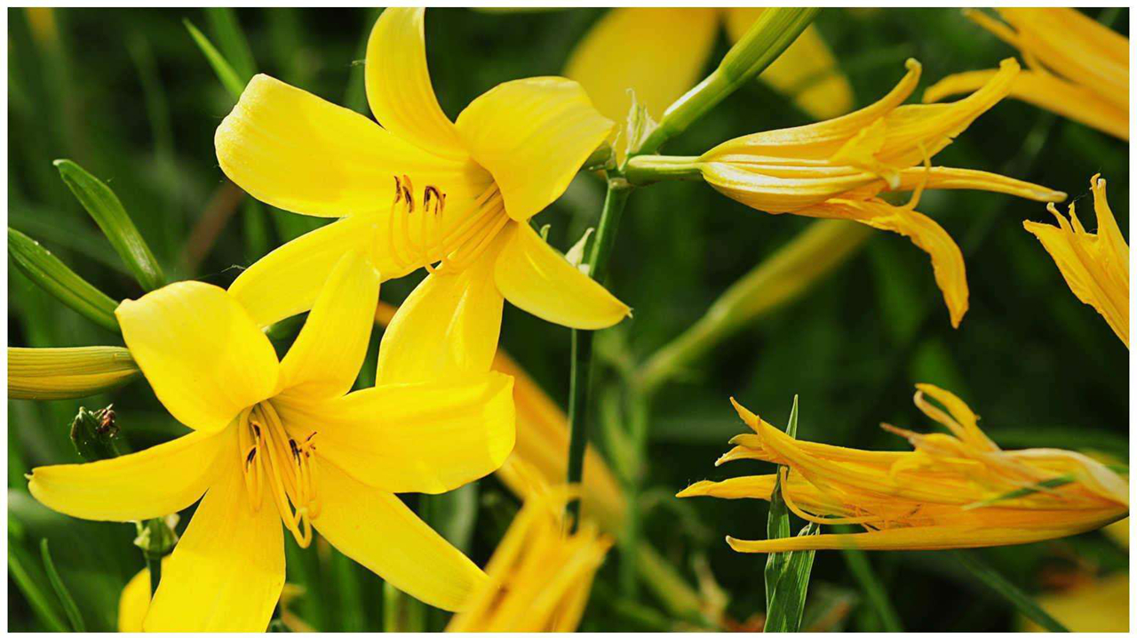 此物被称为养肝王,常食软化肝脏,修复肝细胞,肝炎肝硬化不来扰