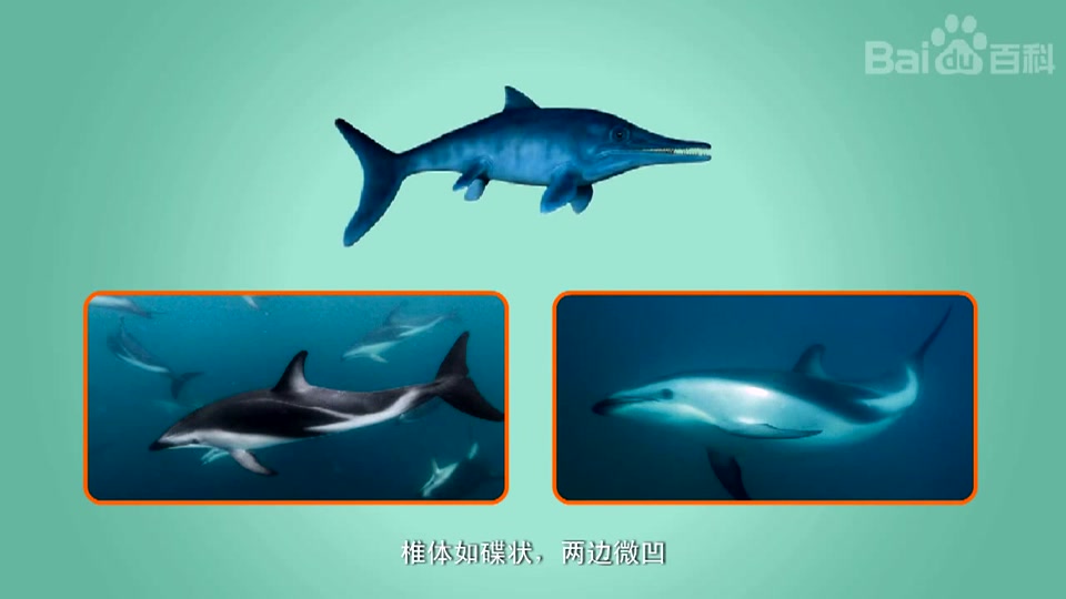 新西兰大鱼龙