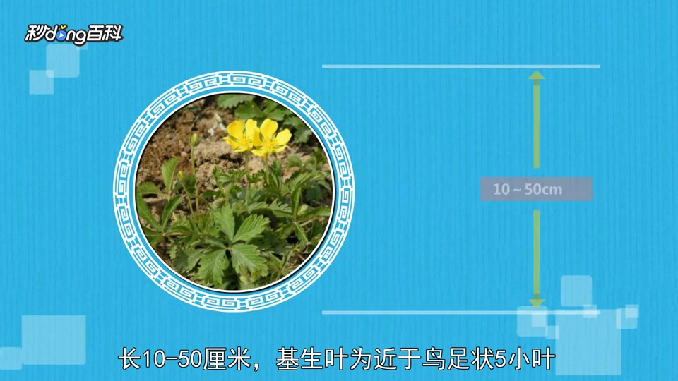 「秒懂百科」一分钟了解蛇含委陵菜
