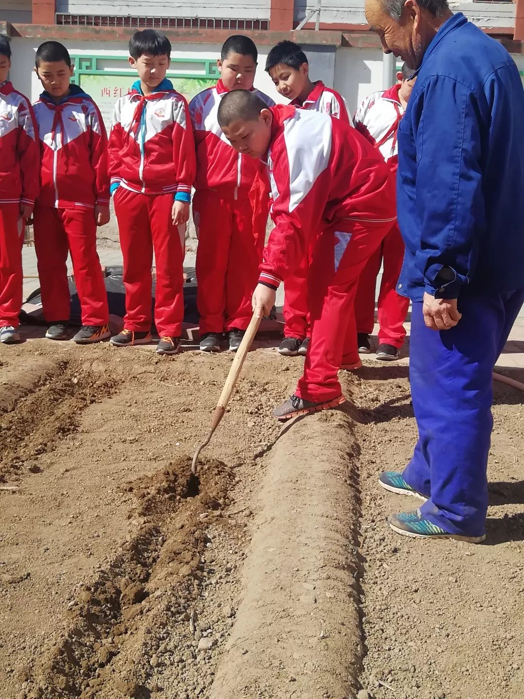 漷县镇中心小学红领巾实践基地体验农耕播种