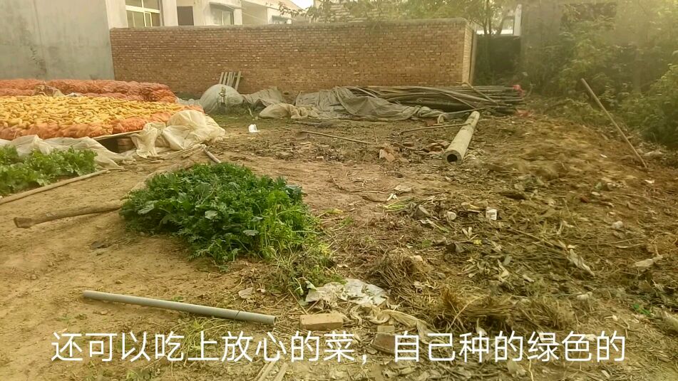农村哥们准备在菜园基础上,建个蔬菜小大棚,就不愁吃菜了