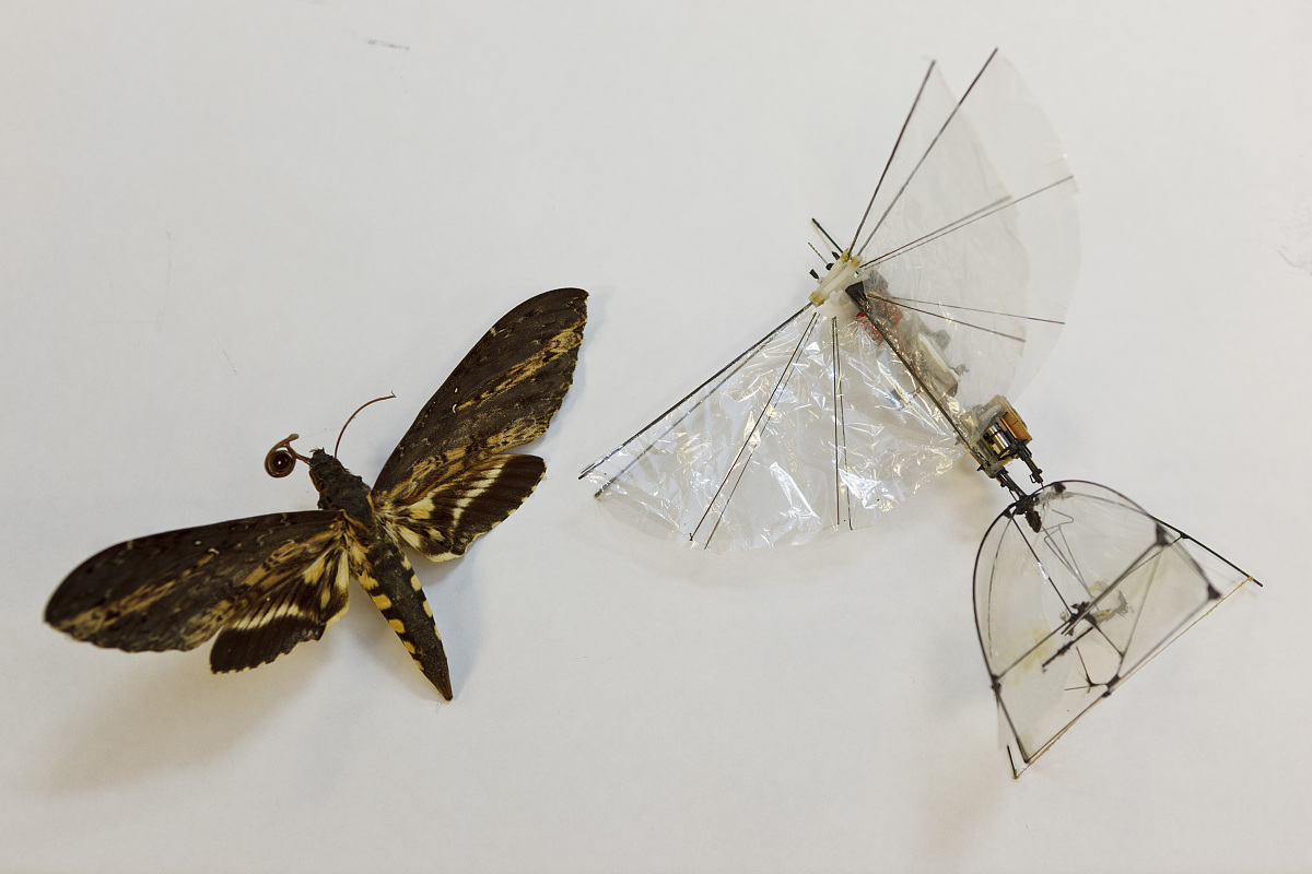 仿生蝴蝶机器人制作流程：从研究到原型