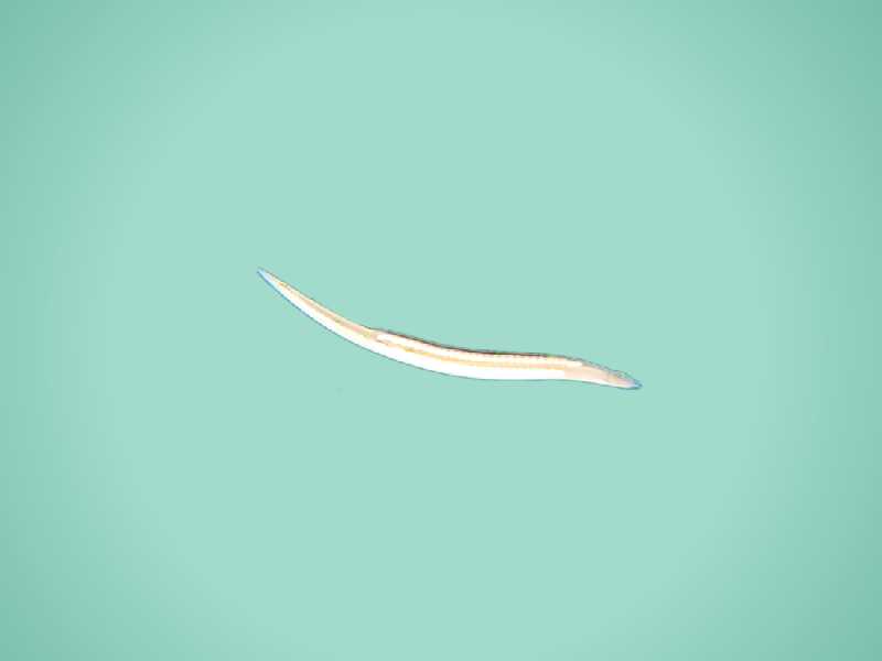 文昌鱼:文昌鱼属(Branchiostoma)动物的总称