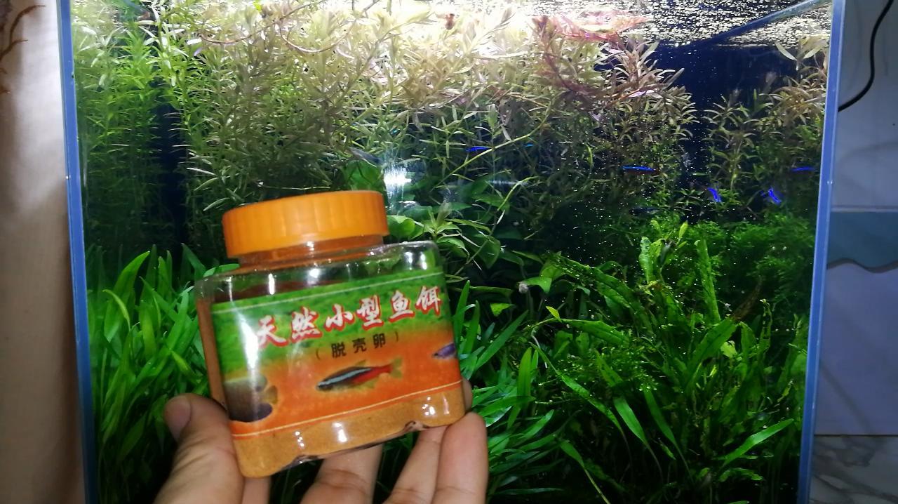 孔雀鱼最佳饲料?脱壳丰年虾卵,观赏鱼不吃该咋办