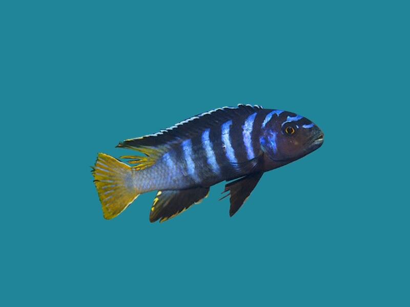 闪电王子:原产地为非洲东部的马拉维湖