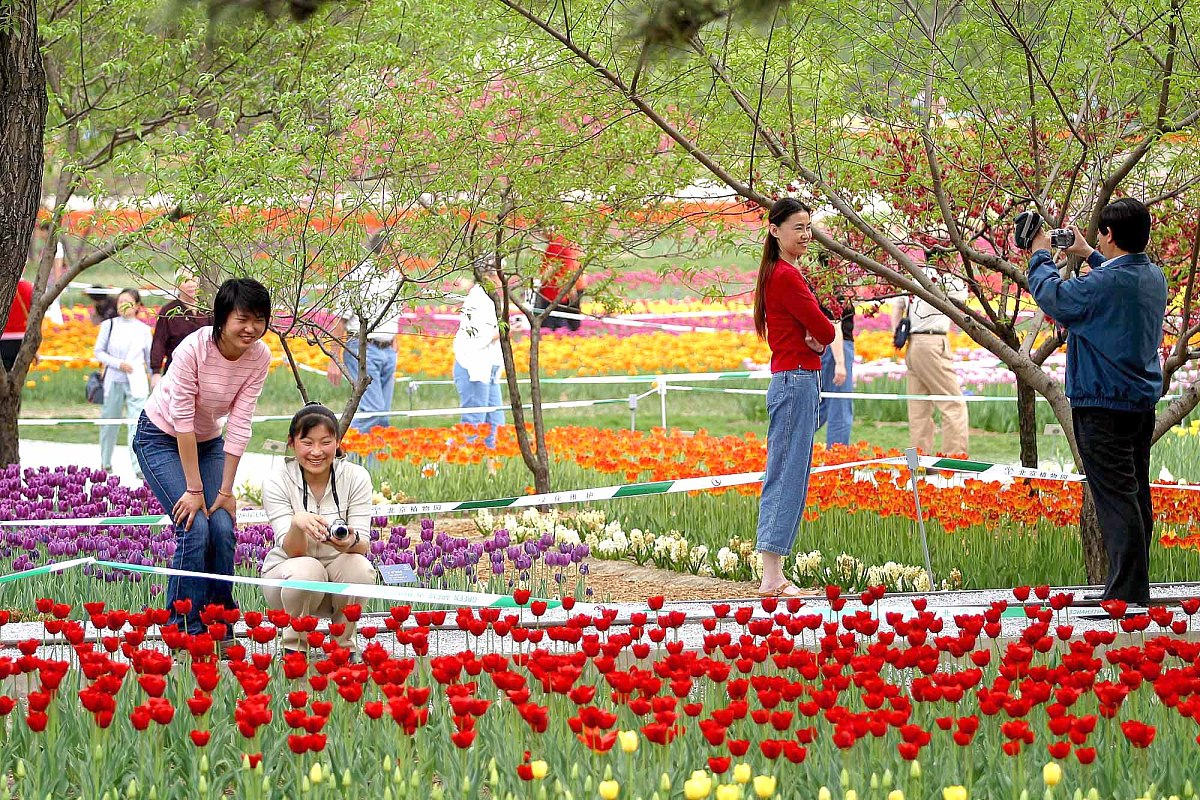 首届世界名花博览会各国名花本周起渐入佳期.2004年4月21日,室外展区