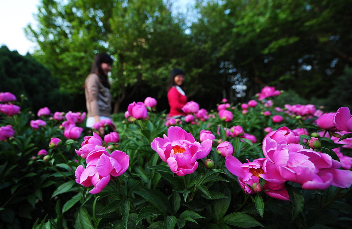 2012年5月15日,山东省烟台市芍药花展在鲁东大学举办.***_***两名大学