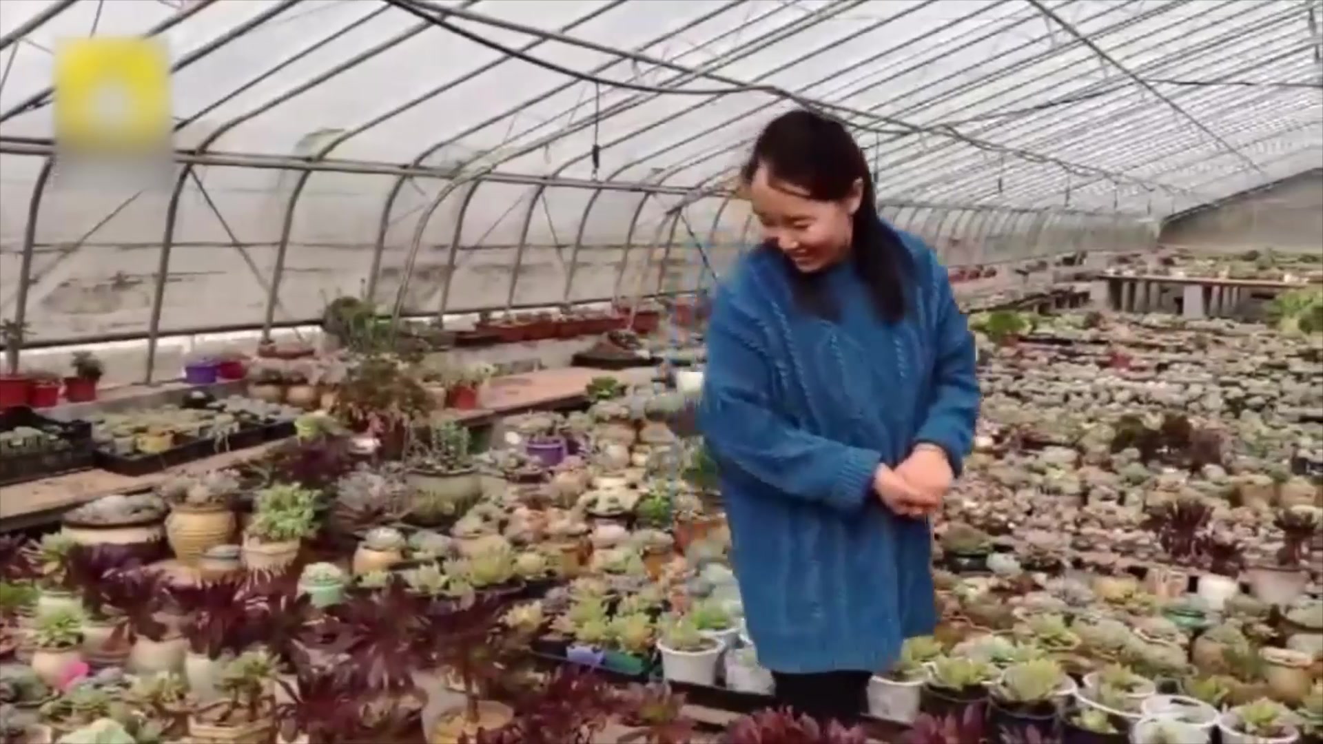 创业种80万株多肉:靠它买车房出国游