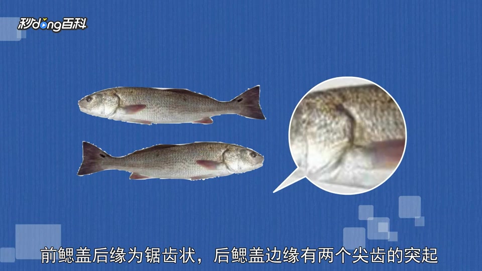 「秒懂百科」一分钟了解红鼓鱼