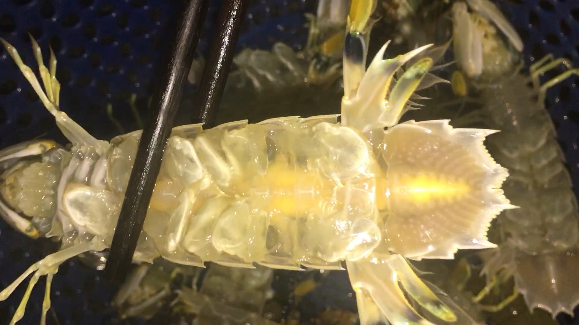皮皮虾水煮,看起来就不错