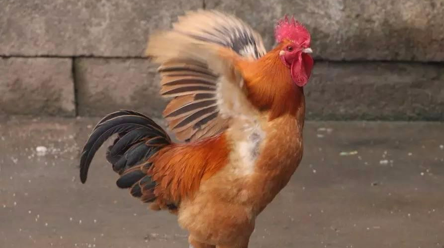 斗鸡与公鸡首领打架,一分钟胜负见分晓,速战速决!