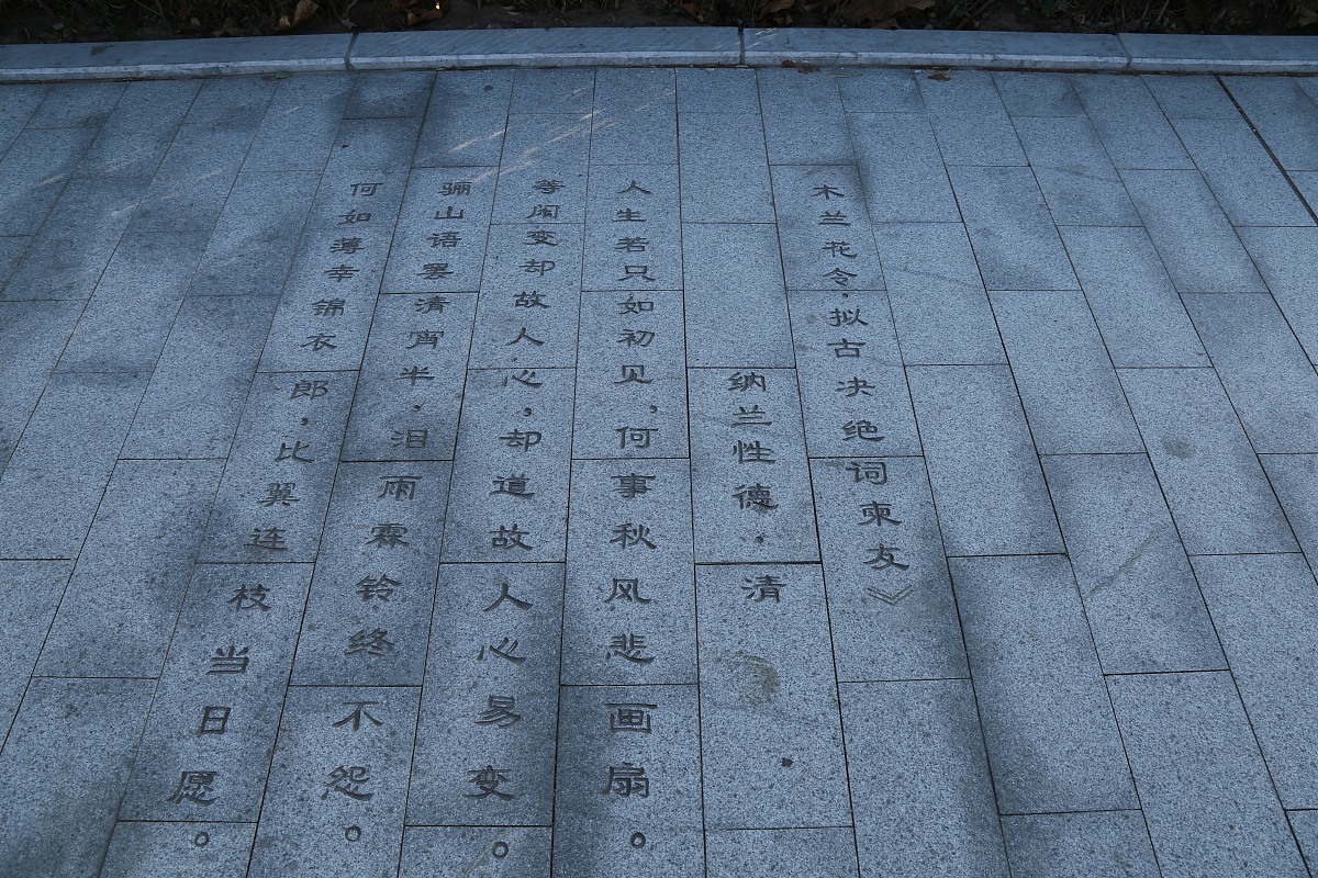 李清照笔下的茶花：词作赏析与解读