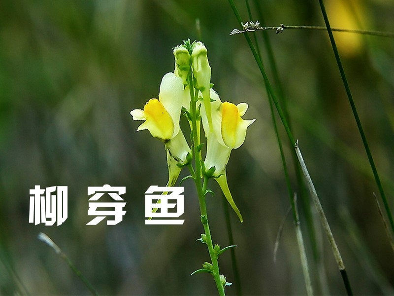 柳穿鱼:多年生草本植物,植株高可达80厘米