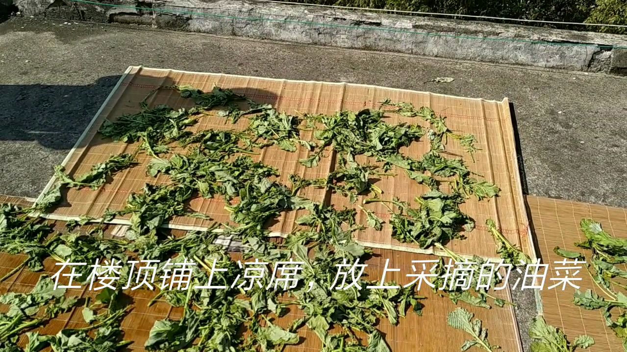 在楼顶晒干油菜,恐高的小伙伴有点害怕啊