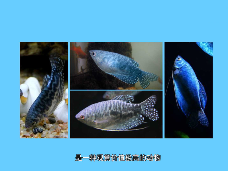 蓝线鳍鱼:人工变种品种