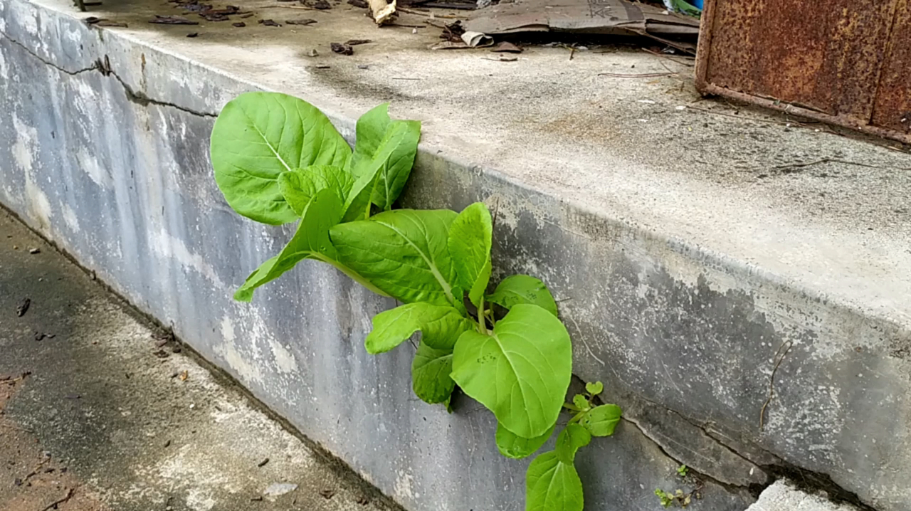 感叹人生,坚强生长的小白菜