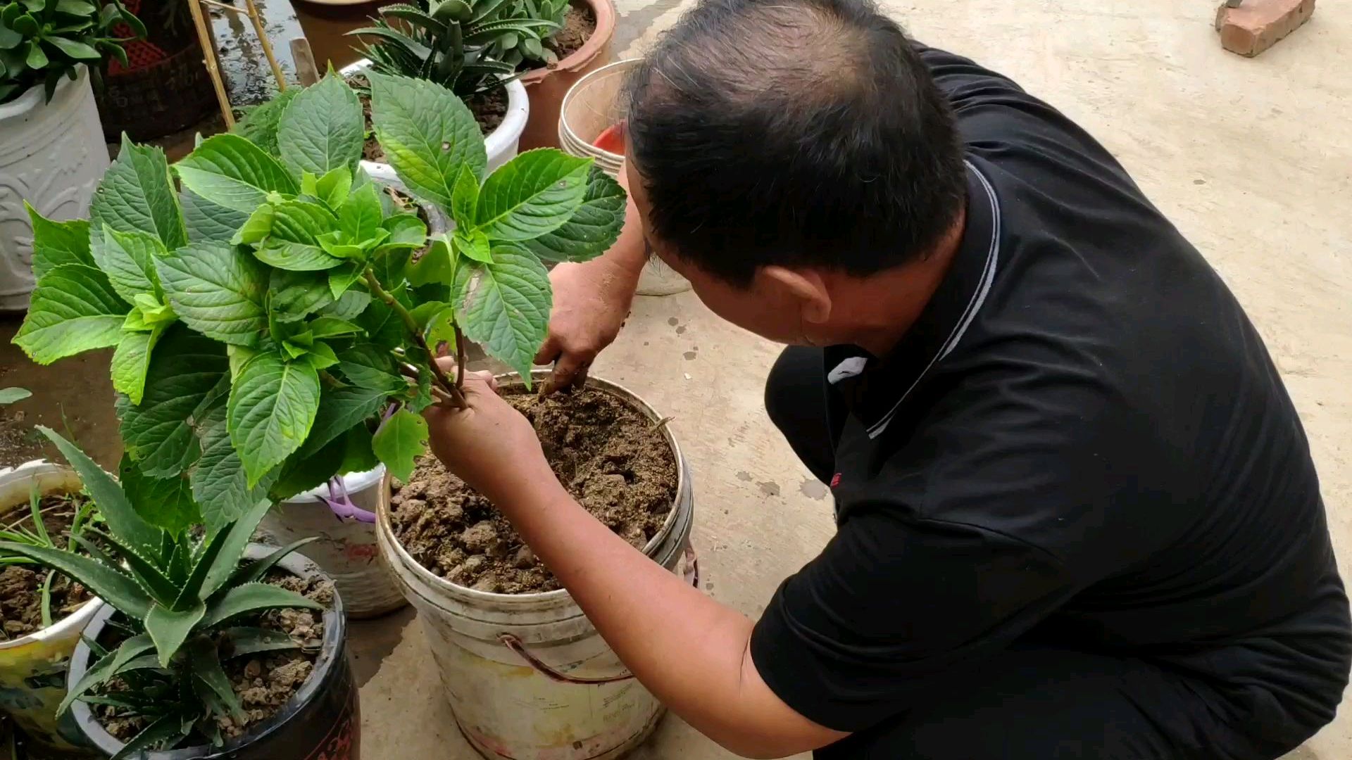 老爷爷种花真厉害,油桶,泡菜坛子竟然都可以种花