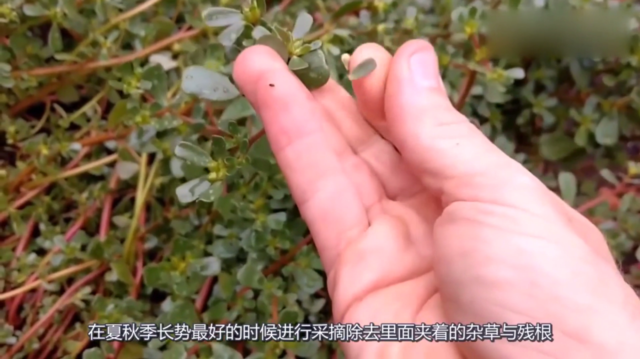 晒干的马齿苋怎么吃,有什么作用?原来还有这些功效