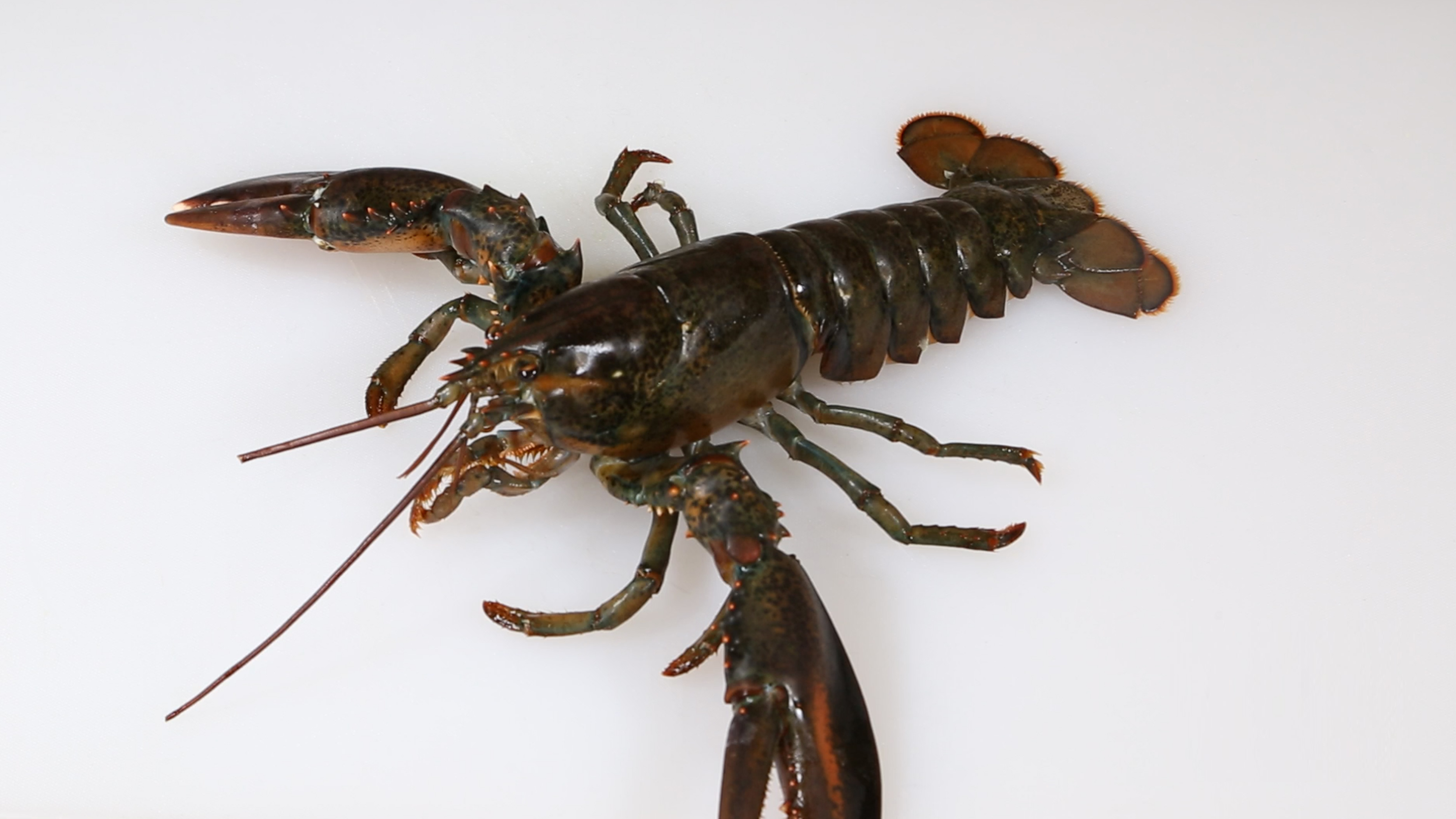 清蒸龙虾加蒜蓉葱油更香更美味,龙虾邀请宾客的首选做法