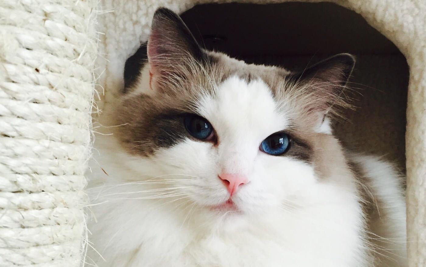 最适合家养的猫排名