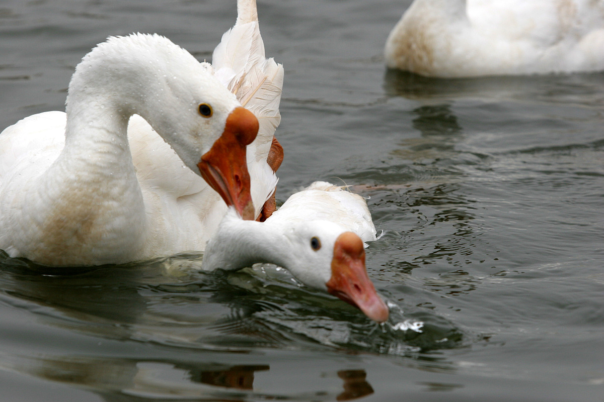 种鹅饲料配方：营养全面，提升产蛋率