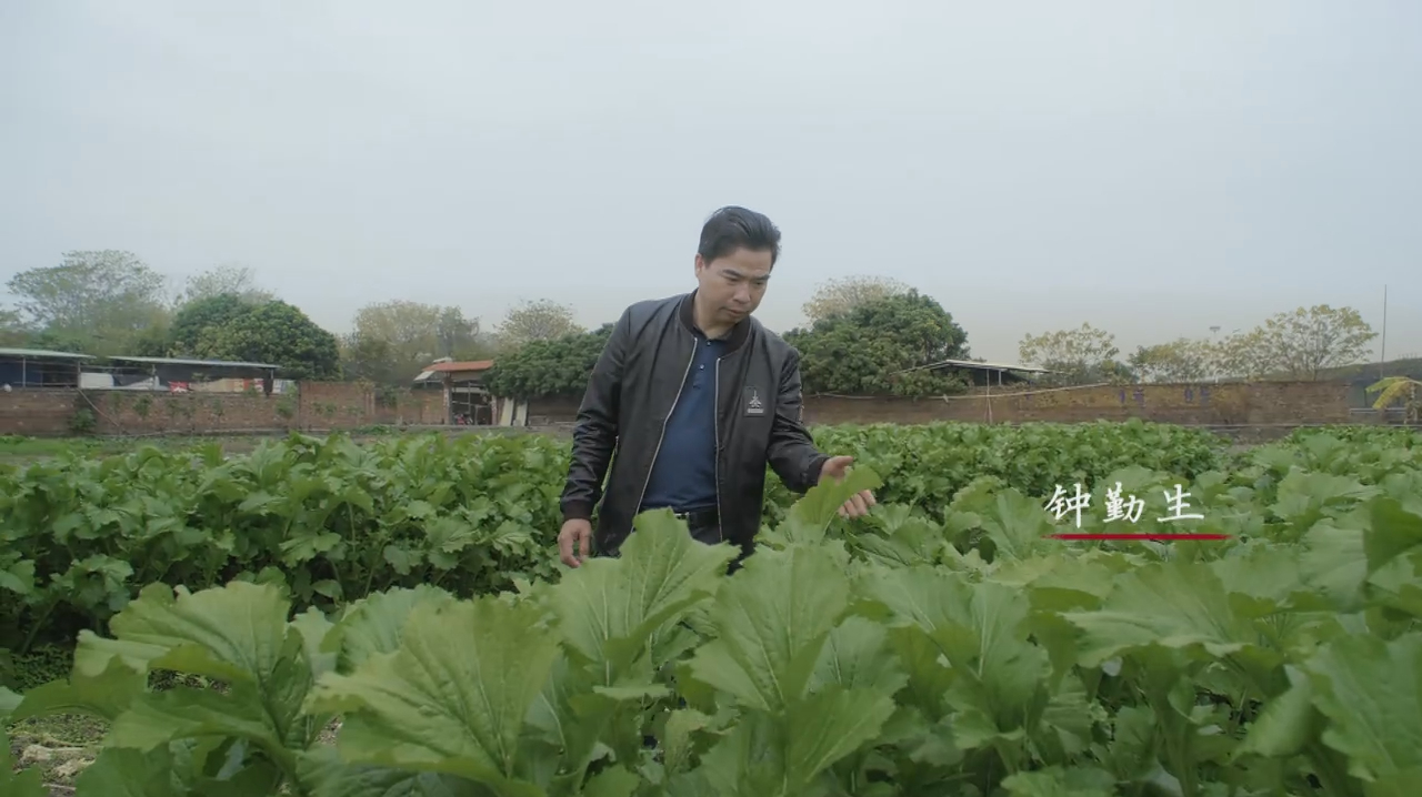 客家人的绿色美味!一根芥菜最重七八斤,生吃一口甜中带辣!