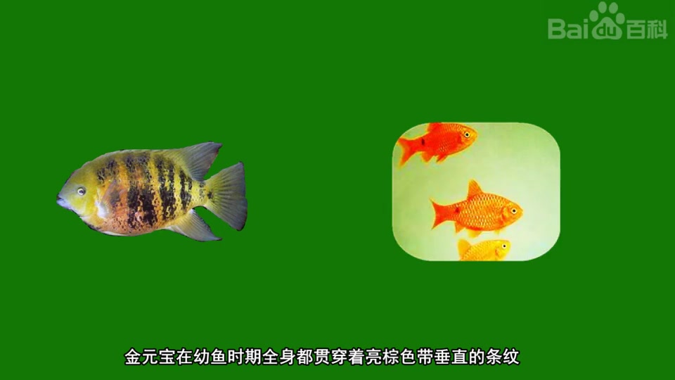 皮尔斯氏丽体鱼