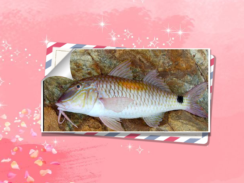 原来三须公长这样