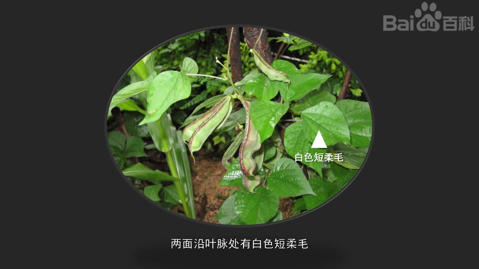 猪耳朵豆角